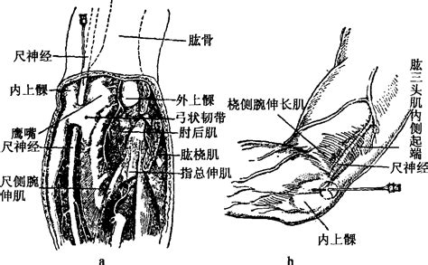 一肘多長|肘 (單位)